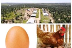 Kasaï Oriental: Le projet DAIPN en faillite, la Lucha réclame une enquête approfondie