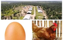 Kasaï Oriental: Le projet DAIPN en faillite, la Lucha réclame une enquête approfondie