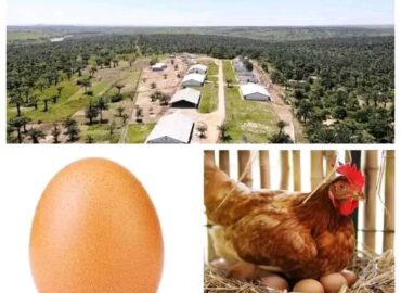 Kasaï Oriental: Le projet DAIPN en faillite, la Lucha réclame une enquête approfondie