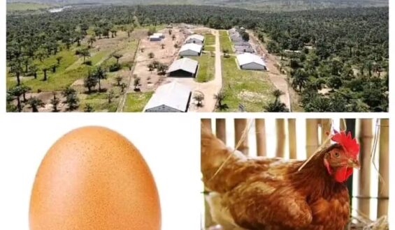 Kasaï Oriental: Le projet DAIPN en faillite, la Lucha réclame une enquête approfondie