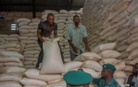 KASAÏ-ORIENTAL : Le Maïs de Kanyama Kasese, un remède illusoire pour Mbujimayi