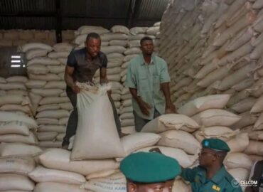 KASAÏ-ORIENTAL : Le Maïs de Kanyama Kasese, un remède illusoire pour Mbujimayi