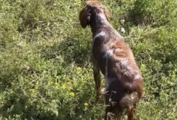 Kongo Central : Six chasseurs détenus en Angola éclairent l&rsquo;exécutif provincial