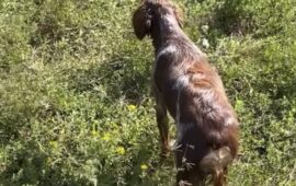 Kongo Central : Six chasseurs détenus en Angola éclairent l&rsquo;exécutif provincial