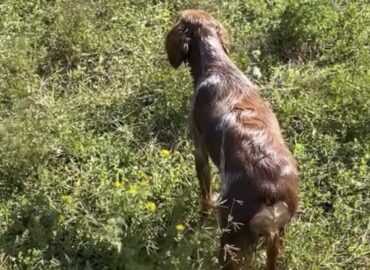 Kongo Central : Six chasseurs détenus en Angola éclairent l&rsquo;exécutif provincial