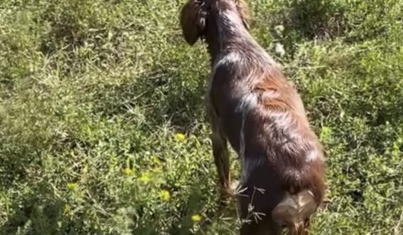 Kongo Central : Six chasseurs détenus en Angola éclairent l&rsquo;exécutif provincial