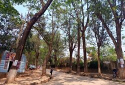 Lualaba : La Division provinciale de l&rsquo;environnement lance l&rsquo;opération d&rsquo;identification des vieux arbres à Kolwezi