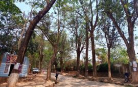 Lualaba : La Division provinciale de l&rsquo;environnement lance l&rsquo;opération d&rsquo;identification des vieux arbres à Kolwezi