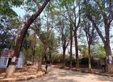 Lualaba : La Division provinciale de l&rsquo;environnement lance l&rsquo;opération d&rsquo;identification des vieux arbres à Kolwezi