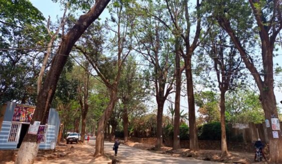 Lualaba : La Division provinciale de l&rsquo;environnement lance l&rsquo;opération d&rsquo;identification des vieux arbres à Kolwezi