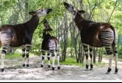 L’Okapi : Un Trésor de la Biodiversité Congolaise