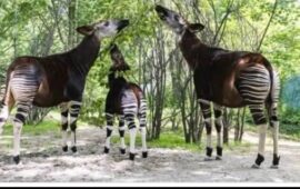 L’Okapi : Un Trésor de la Biodiversité Congolaise