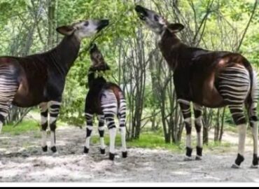 L’Okapi : Un Trésor de la Biodiversité Congolaise