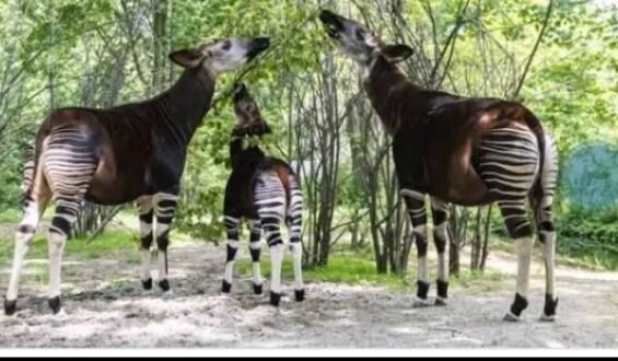 L’Okapi : Un Trésor de la Biodiversité Congolaise